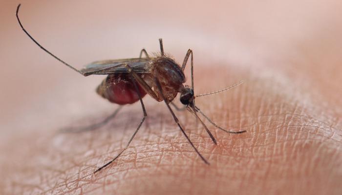 Dikkatli olun, tedaviyi geciktirmek ölümcül olabilir!  Sivrisinekler tarafından bulaşıyor