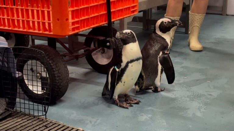 1200x675 cmsv2 80ad94ea 6405 51f7 9405 3abb345fcfaa 8779522