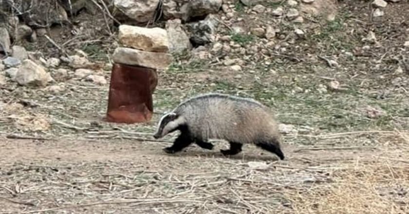 Mardin’de nesli tükenmekte olan bir porsuk görüldü – Son Dakika Türkiye Haberleri