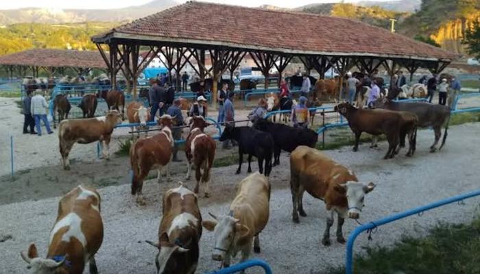 Bir ilçede hastalık alarmı: Kurban pazarı kapatıldı, 25 mahalle ve 15 köy karantinaya alındı! 1 20118578