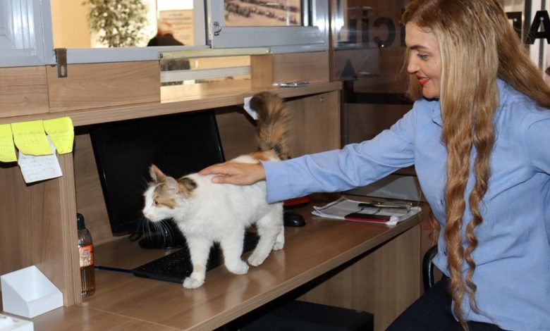 Adalet Sarayı'nın sevimli kedisi: 9 yıldır adliye koridorlarında dolaşıyor 1 s4CazLiSBU hxmHaCZlTww