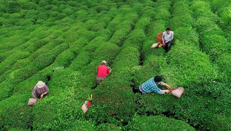 y9zGV h0BUS5ZGXs99MNug