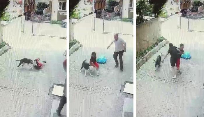 Yine pitbull dehşeti! Sokakta oynayan küçük çocuğu çevredekiler kurtardı, o anlar kameraya yansıdı 1 20321525