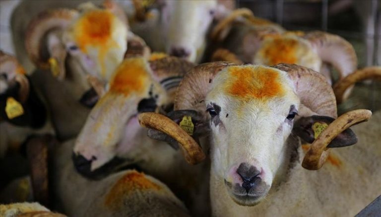 R3n7kZLSgkKV Fy 7M1AUQ