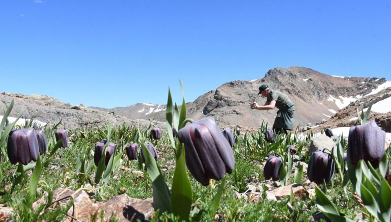 eSUbNE6WTESsDJFEX4LlRw