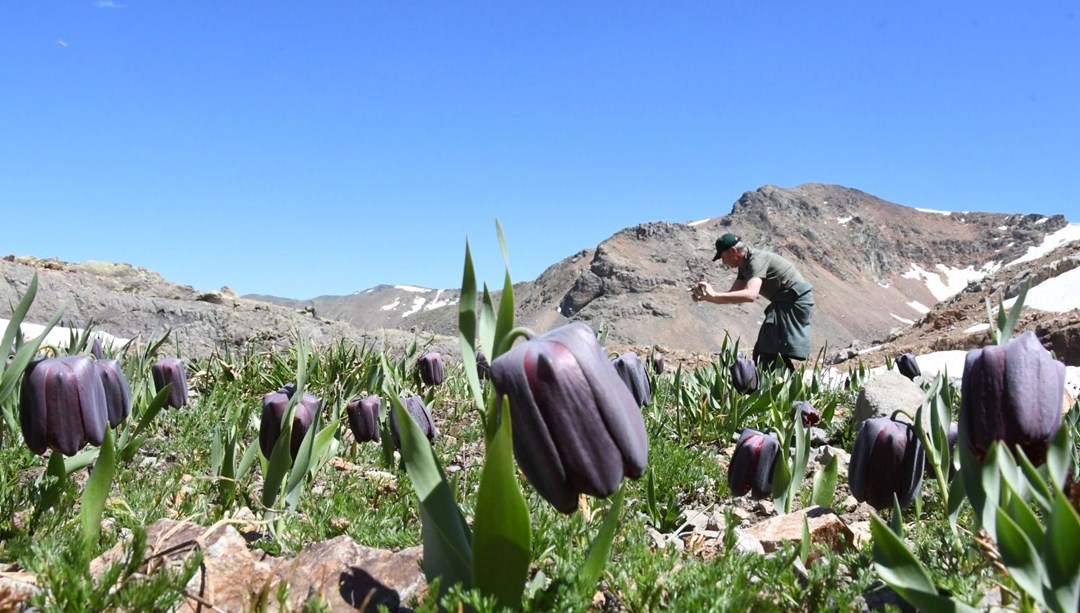 eSUbNE6WTESsDJFEX4LlRw