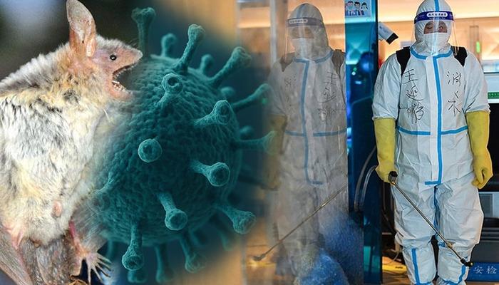 Çin'de yarasadan gelen yeni virüs alarmı mı var? ‘Henipavirus’ gerçekten tehdit mi? Uzmandan önemli açıklamalar... 1 20617277